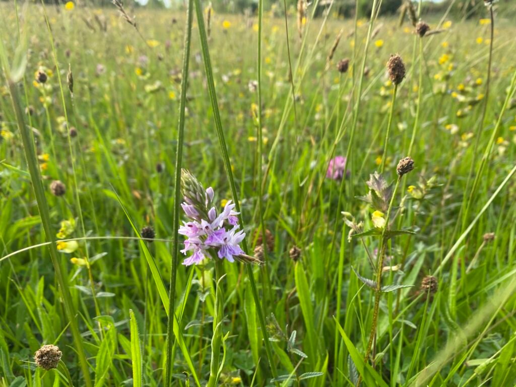 Wild flowers